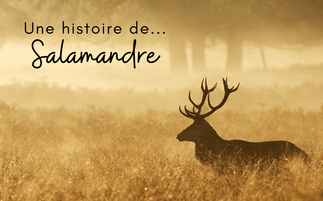 Une histoire de…Salamandre – n°289