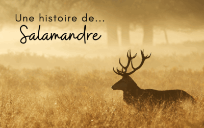 Une histoire de…Salamandre – n°289