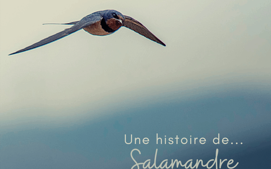 Une histoire de…Salamandre – n°290