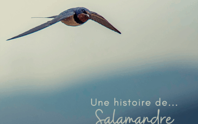 Une histoire de…Salamandre – n°290
