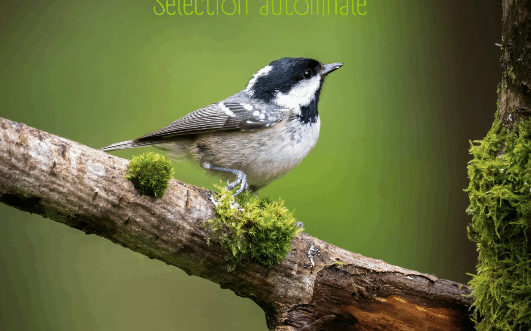 Une histoire de livres – Sélection automnale