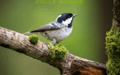 Une histoire de livres – Sélection automnale