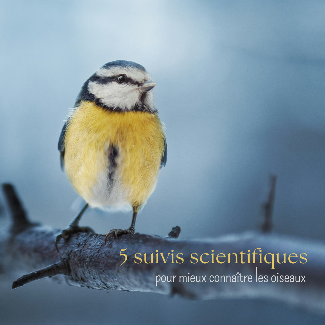 5 suivis scientifiques pour mieux connaître les oiseaux, le nouvel article du bird-blog d’une histoire de plumes