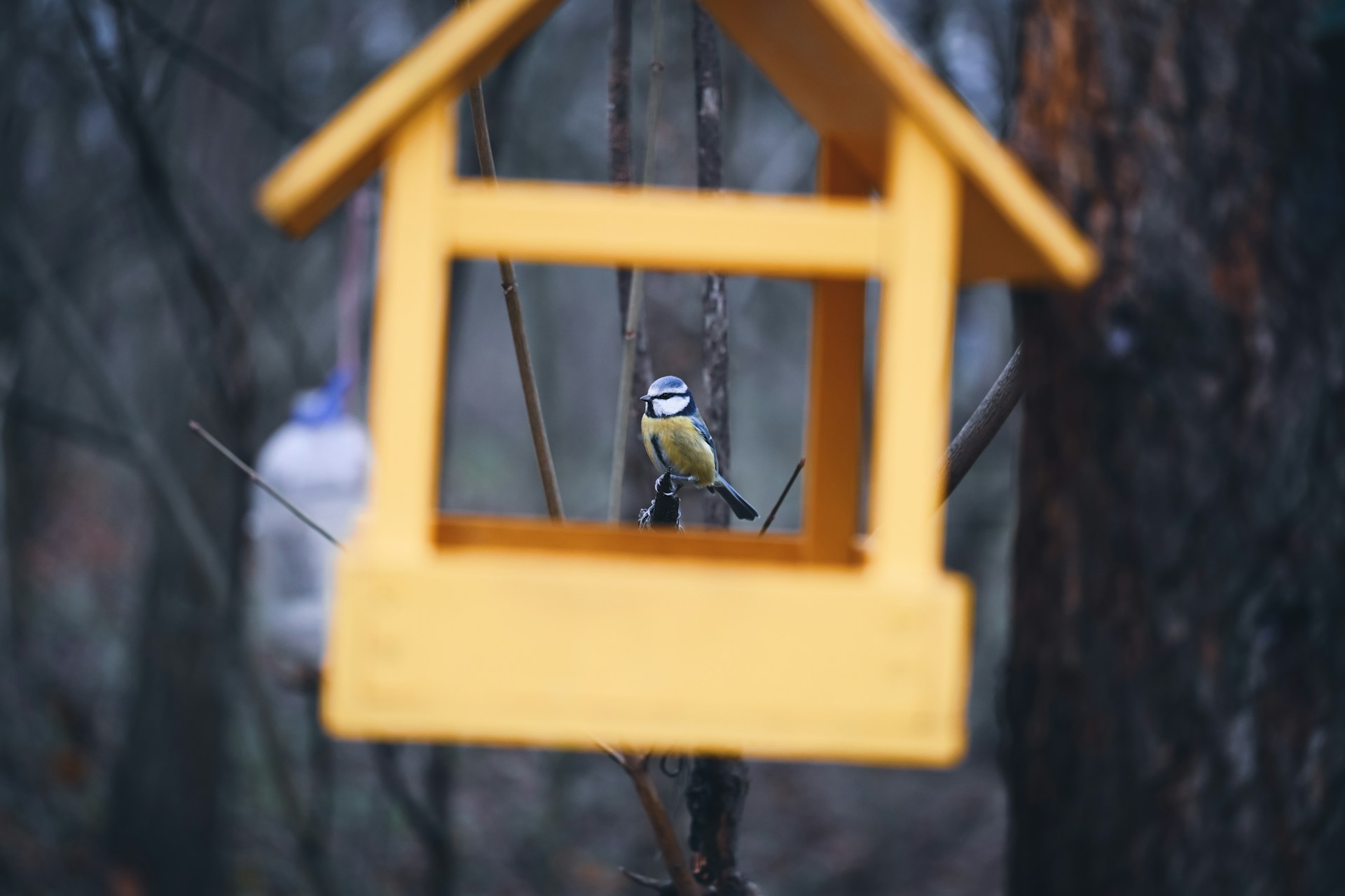 5 suivis scientifiques pour mieux connaître les oiseaux, le nouvel article du bird-blog d’une histoire de plumes
