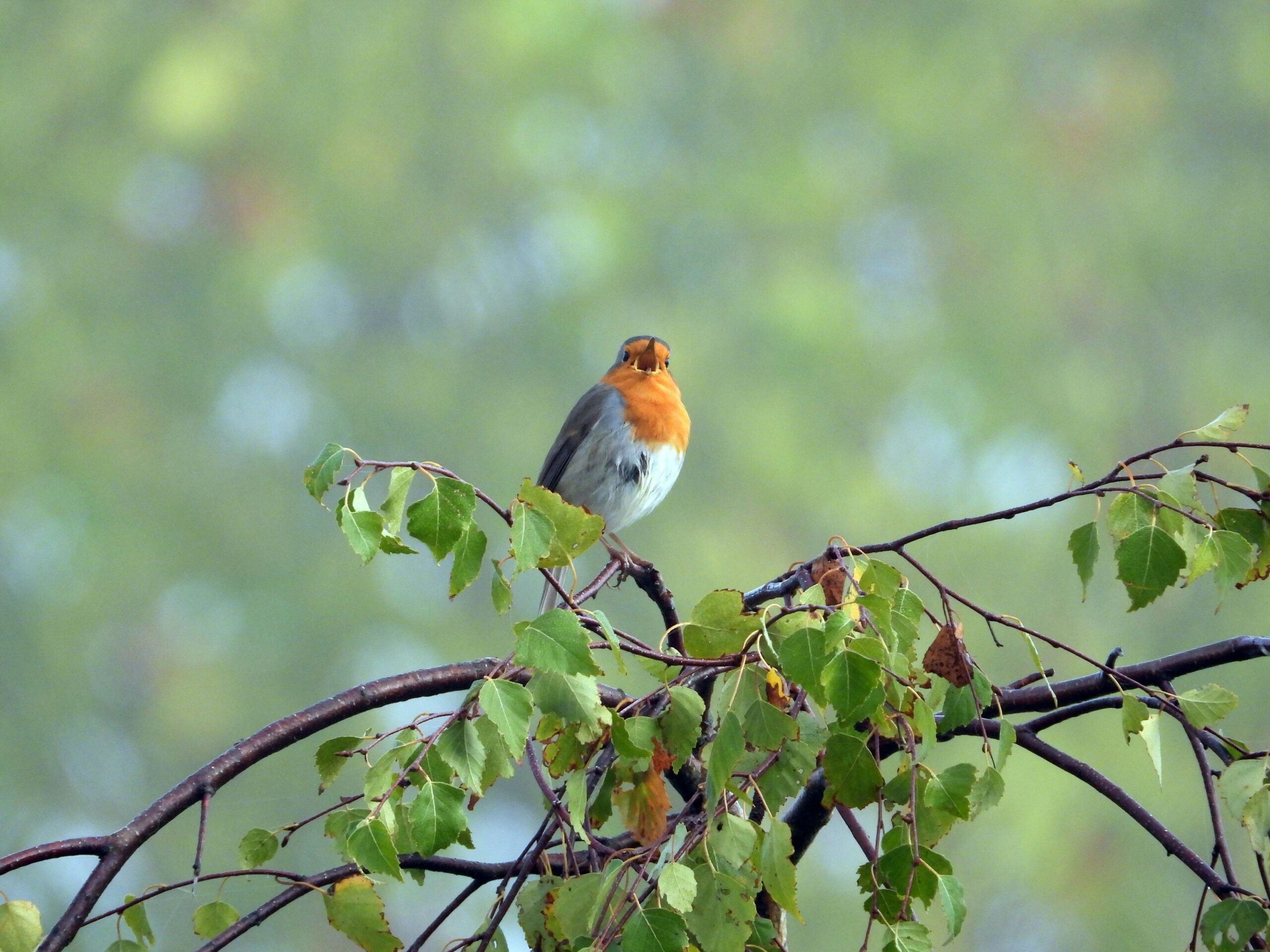 5 suivis scientifiques pour mieux connaître les oiseaux, le nouvel article du bird-blog d’une histoire de plumes