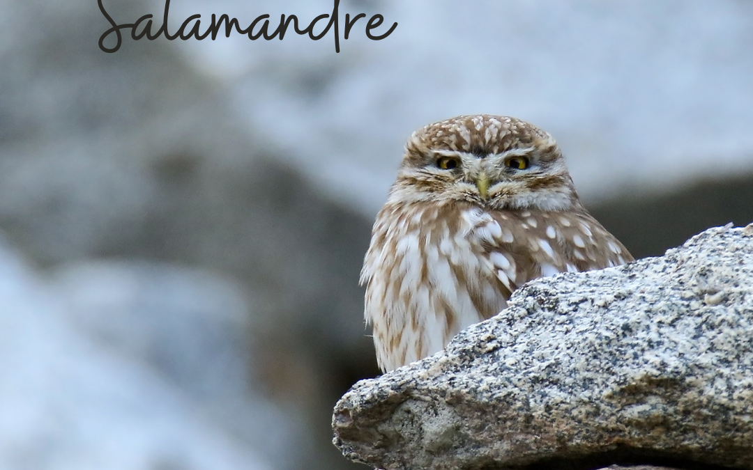 Une histoire de…Salamandre – n°291