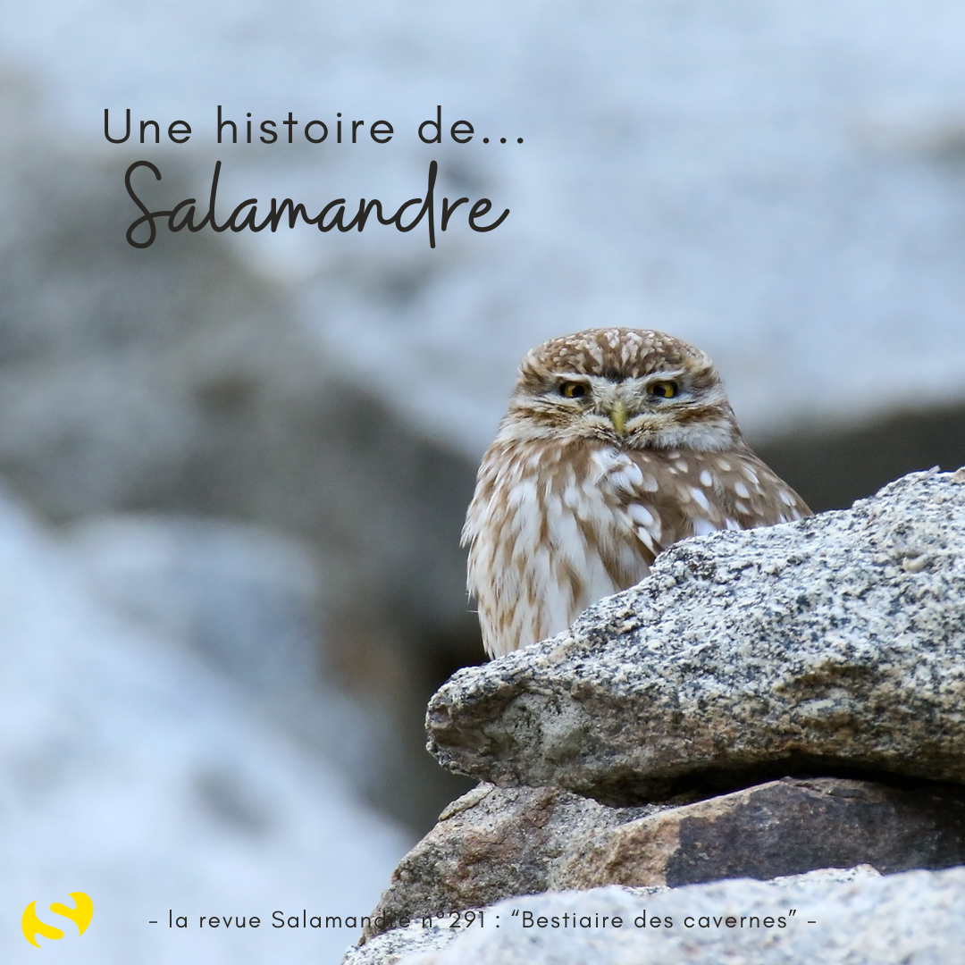 La revue salamandre n°291 est à l'honneur du nouvel article du Bird-Blog d'Une histoire de plumes