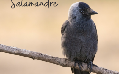 Une histoire de…Salamandre – n°292