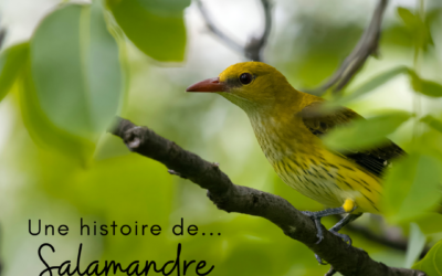 Une histoire de…Salamandre – n°293