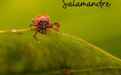 Une histoire de…Salamandre – n°294