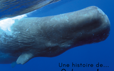 Une histoire de…Salamandre – n°295