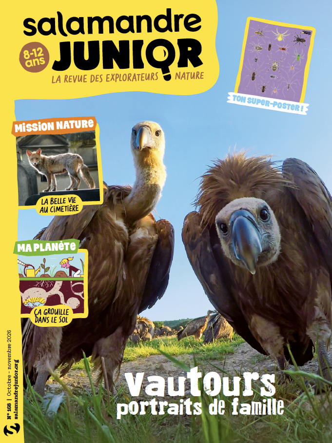 Salamandre Junior n°168