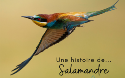 Une histoire de…Salamandre – n°296