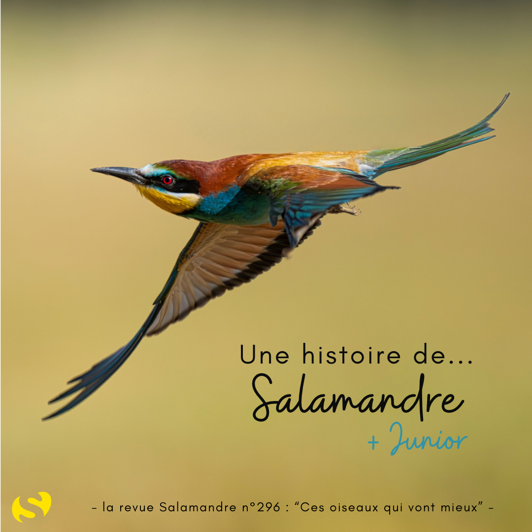 La revue Salamandre n°296